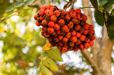 Sorbus aucuparia, yaygın olarak Rowan ve dağ külleri olarak da bilinir, ayrıca Amur dağ külleri, Avrupa dağ külleri, hızlı kiriş, hızlı kiriş, veya rowan-berry olarak da bilinir..