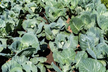 Bahçeye lahana (Brassica oleracea) ekildi.