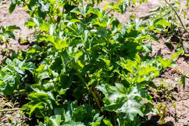 Bahçeye havuç (Pastinaca sativa) ekildi.