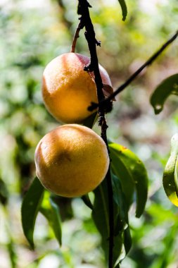 Olgun şeftaliler dalda.