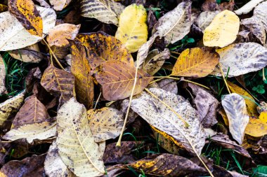 Kuru ceviz yaprakları yere düştü..