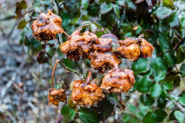 Buzlu çalı gülü, çözünmüş arka planda, yakın plan..