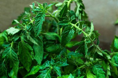 Domates tohumu. Serada sebze yetiştirmek.