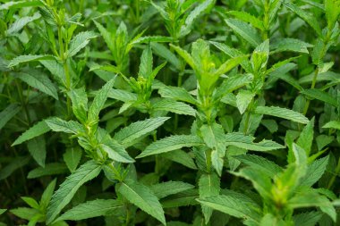 Taze nane, bahçede nane kültürü..