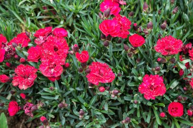 Dianthus caryophyllus, karanfil veya karanfil pembesi olarak da bilinir..