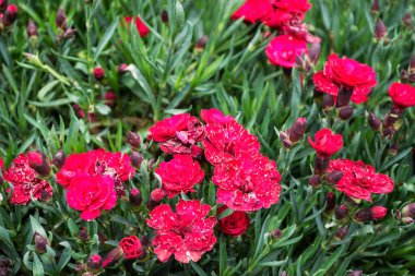 Dianthus caryophyllus, karanfil veya karanfil pembesi olarak da bilinir..