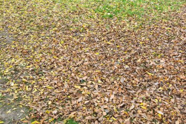 Yerdeki kuru kahverengi yapraklar, doğal sonbahar arka planı..