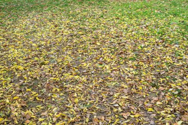 Yerdeki kuru kahverengi yapraklar, doğal sonbahar arka planı..