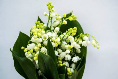 Vadideki zambak, otçul ve uzun ömürlü bir bitkidir. Buna Mayıs çanları, Meryem Ana 'nın gözyaşları ve Meryem' in gözyaşları da denir..