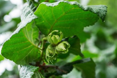 Fındık ağacı meyveli, hindistan cevizi ya da fındık fındığı olarak bilinir..