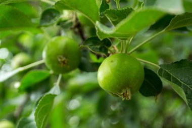 Olgunlaşmamış elmalı dallar. Elma ağacı. Daldaki lezzetli elmalar..