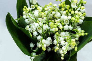 Vadideki zambak, otçul ve uzun ömürlü bir bitkidir. Buna Mayıs çanları, Meryem Ana 'nın gözyaşları ve Meryem' in gözyaşları da denir..