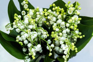 Vadideki zambak, otçul ve uzun ömürlü bir bitkidir. Buna Mayıs çanları, Meryem Ana 'nın gözyaşları ve Meryem' in gözyaşları da denir..