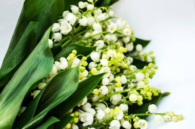 Vadideki zambak, otçul ve uzun ömürlü bir bitkidir. Buna Mayıs çanları, Meryem Ana 'nın gözyaşları ve Meryem' in gözyaşları da denir..