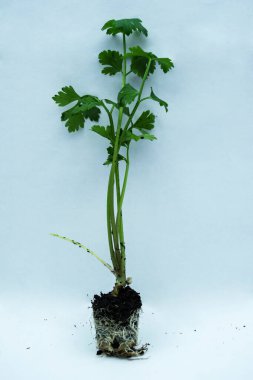 Kereviz tohumu (Apium graveolens) beyaz arkaplan üzerinde zemin.