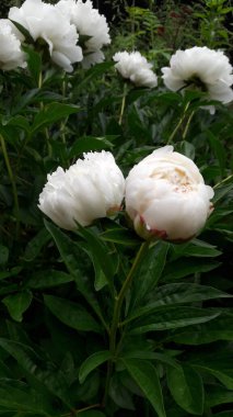 Yeşil yapraklı beyaz şakayıklar ve diğer şakayıklar..