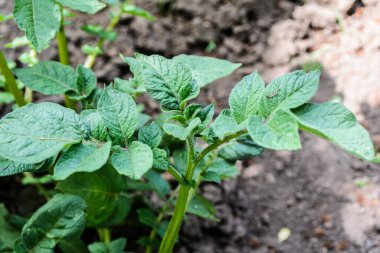 Patates tarlası. Bahçede patates çalısı.