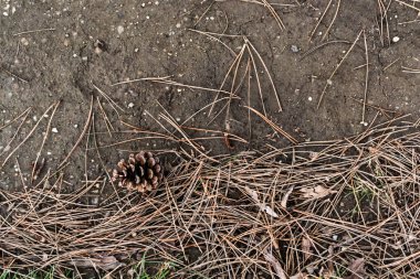 Koni ve iğneler yere düştü, soğuk mevsim.