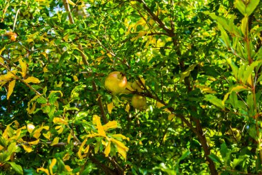 Olgunlaşmamış meyveli nar ağacı.