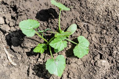 Cucurbita pepo - Bahçede yetişen balkabağı bitkisi.