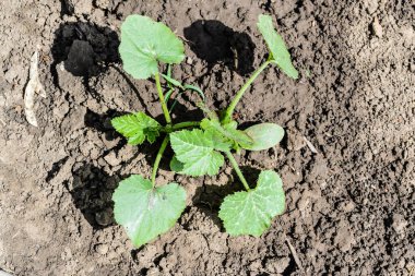 Cucurbita pepo - Bahçede yetişen balkabağı bitkisi.