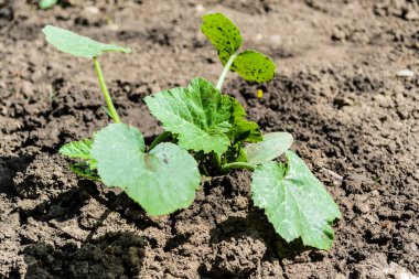 Cucurbita pepo - Bahçede yetişen balkabağı bitkisi.