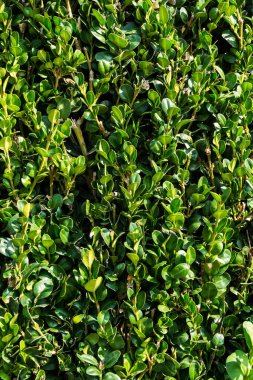 Buxus. Taze yeşil arkaplan. 
