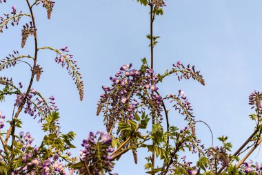 Wisteria sinensis ya da Mavi Yağmur, Çin salkımlı salkımlarda sallanan çiçek sapları ve kokulu çiçeklerin oluşturduğu bezelye familyasından bir bitki türüdür..