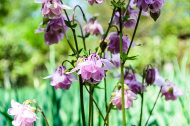 Aquilegia vulgaris pembe çiçek (columbine). Aile Ranunculaceae.