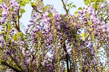 Wisteria sinensis ya da Mavi Yağmur, Çin salkımlı salkımlarda sallanan çiçek sapları ve kokulu çiçeklerin oluşturduğu bezelye familyasından bir bitki türüdür..