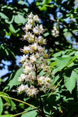 Yapraklarla çevrili Aesculus Hippocastanum çiçekleri.