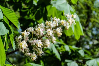 Yapraklarla çevrili Aesculus Hippocastanum çiçekleri.