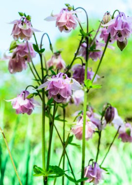 Aquilegia vulgaris pembe çiçek (columbine). Aile Ranunculaceae.