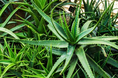 Aloe vera bitkisinin makro görüntüsü, muhtemelen Kuzey Afrika 'ya özgü sulu bitki türleri..