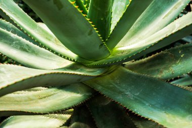 Aloe vera bitkisinin makro görüntüsü, muhtemelen Kuzey Afrika 'ya özgü sulu bitki türleri..