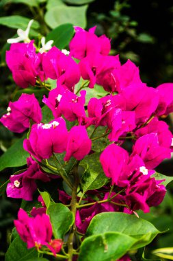 Bougainvillea glabra çiçeğinin Macro görünümü, küçük bougainvillea veya kağıt çiçek.
