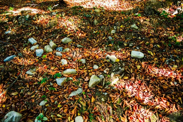 Liście Kamienie Jak Dywan Przykrywający Ziemię Jesiennych Kolorach — Zdjęcie stockowe