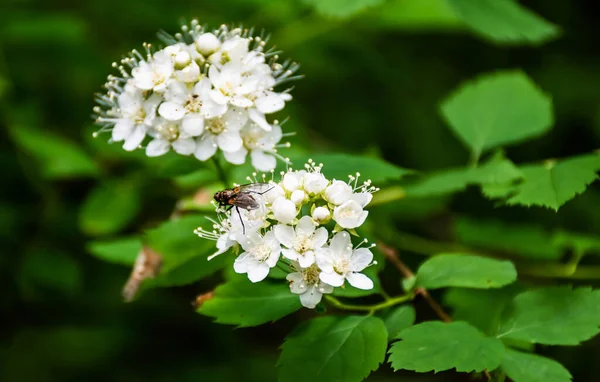 Spiraea Spirea Commonly Known Meadowsweets Steeplebushes Fly Sitting Flowers — Stock Photo, Image