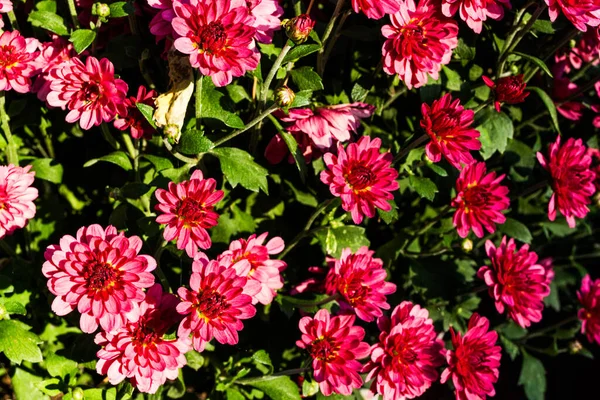 Krizantém Őszi Százszorszép Chrysanthemum Indicum Őszi Virágok — Stock Fotó