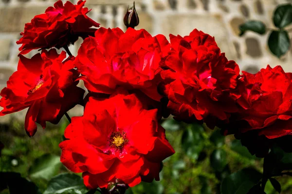 Jardin Cultivé Avec Beaucoup Roses Différentes Couleurs — Photo