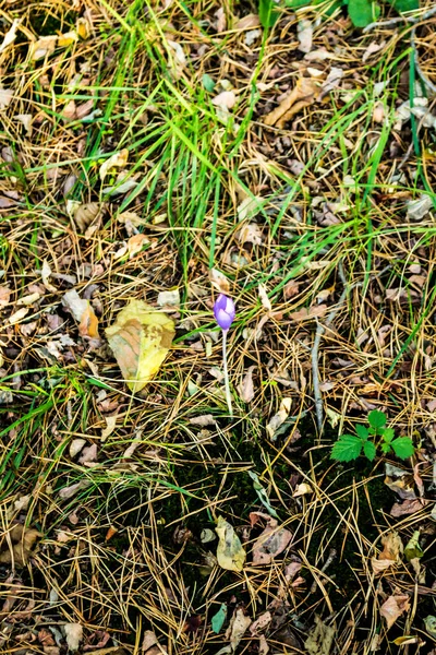 Pierwsze Wiosenne Kwiaty Krokusa Widok Kwiatów Krokusa Jesienny Dzień — Zdjęcie stockowe