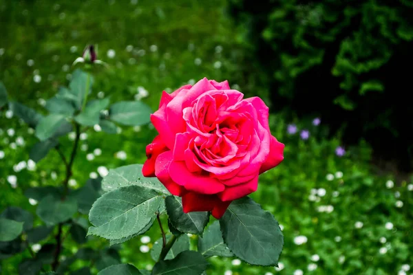 Belles Roses Colorées Ornementales Dans Jardin — Photo