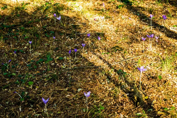 크로커스 가을에 바라본 크로커스의 — 스톡 사진