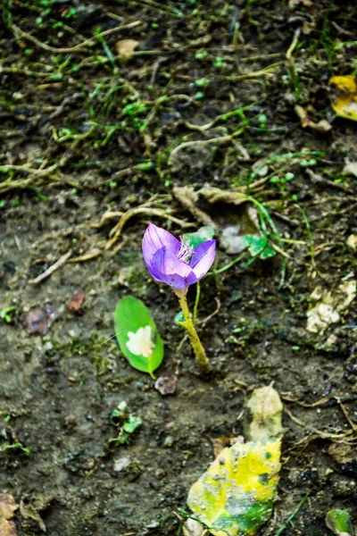 Pierwsze Wiosenne Kwiaty Krokusa Widok Kwiatów Krokusa Jesienny Dzień — Zdjęcie stockowe