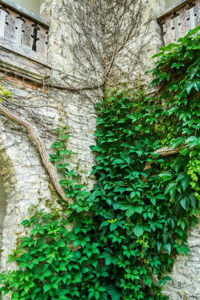 老石墙壁以绿色常春藤作为背景 — 图库照片