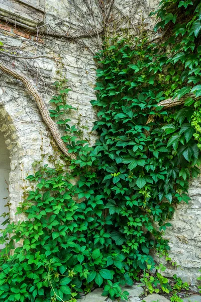Alte Steinmauer Mit Grünem Efeu Als Hintergrund — Stockfoto