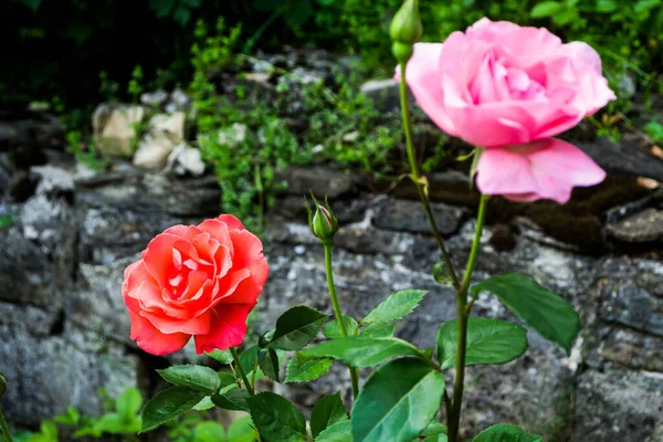 아름다운 정원에 — 스톡 사진