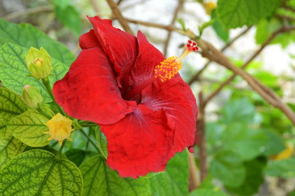 Gyönyörű Piros Hibiszkusz Virág Zöld Háttér — Stock Fotó