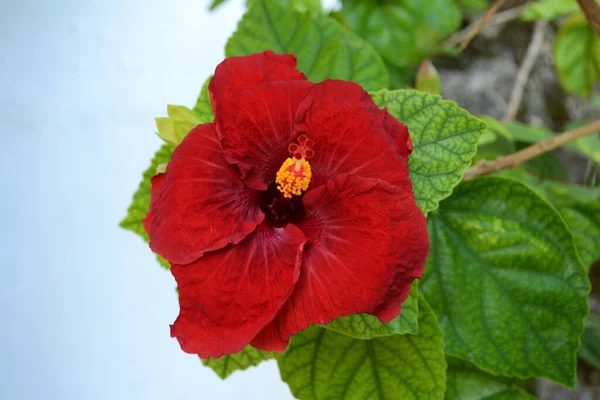 Gyönyörű Piros Hibiszkusz Virág Zöld Háttér — Stock Fotó