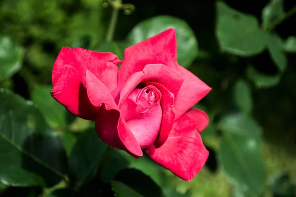 Belles Roses Colorées Ornementales Dans Jardin — Photo